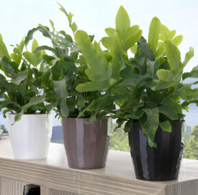 MACETEROS PLÁSTICO INTERIOR